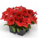 Петуния крупноцветковая (Petunia grandiflora F1) Ez Rider Deep Salmon ...