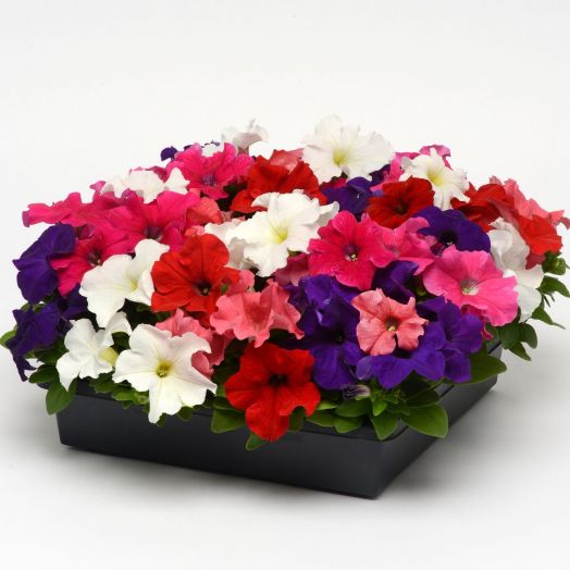 Петуния крупноцветковая (Petunia grandiflora F1) Ez Rider Mix, 100 драже