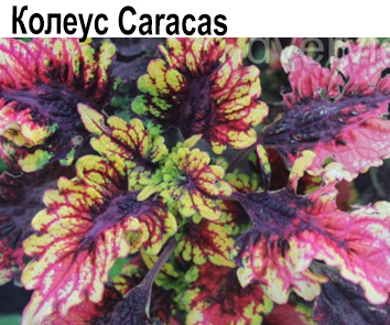 Колеус Caracas