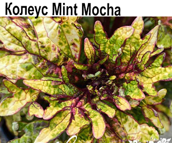 Колеус Mint Mocha