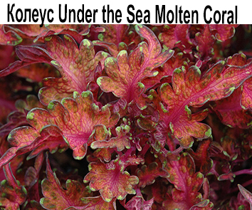 Колеус Under Sea Molten Coral