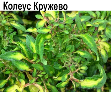 Колеус Кружево