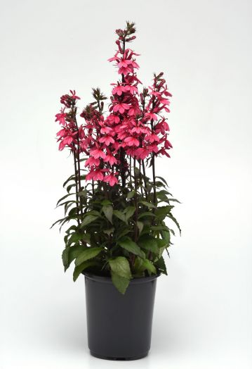 Лобелия прекрасная (Lobelia x speciosa) Starship Rose, 25 драже