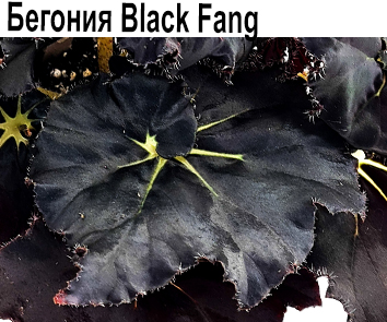 Бегония Black Fang