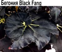 Бегония Black Fang