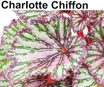 Бегония Charlotte Chiffon