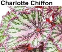 Бегония Charlotte Chiffon
