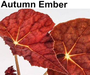 Бегония Autumn Ember