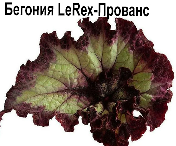 Бегония LeRex-Прованс  НОВИНКА