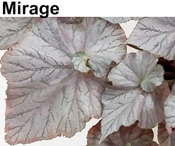 Бегония Mirage