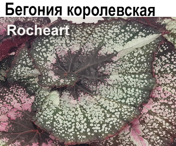 Бегония Rocheart