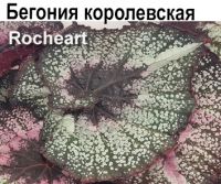Бегония Rocheart