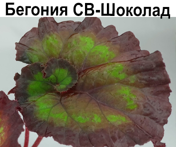 Бегония СВ-Шоколад