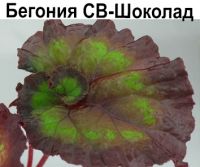Бегония СВ-Шоколад