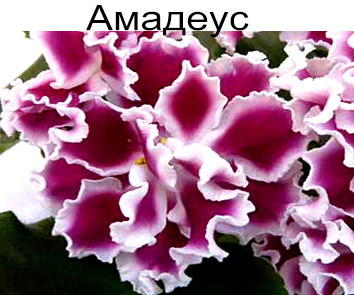 Амадеус (Морев)