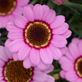 Аргирантемум GRANDAISY Pink Halo Imp