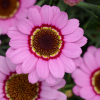 Аргирантемум GRANDAISY Pink Halo Imp