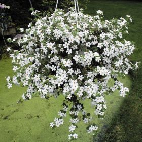 Бакопа Taifun Mega White