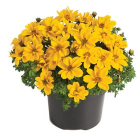 Биденс BEE Giant Yellow