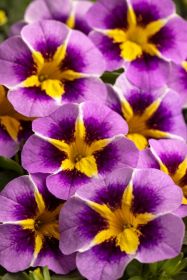 КАЛИБРАХОА CALILOCO Starfire Lavender