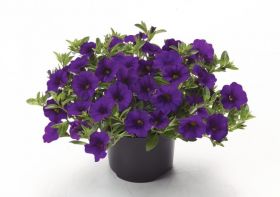 КАЛИБРАХОА CALIPETITE Blue