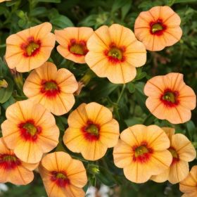 КАЛИБРАХОА CALIPETITE Sunset Orange