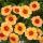 КАЛИБРАХОА CALIPETITE Sunset Orange
