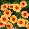 КАЛИБРАХОА CALIPETITE Sunset Orange