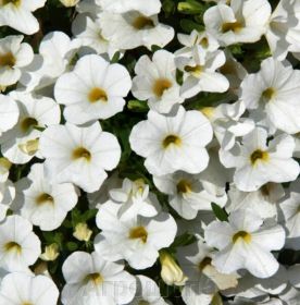 КАЛИБРАХОА CALIPETITE White