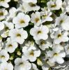 КАЛИБРАХОА CALIPETITE White