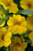 КАЛИБРАХОА CALIPETITE Yellow