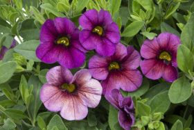 КАЛИБРАХОА MILLION BELLS Vintage Violet (НОВИНКА 25)