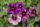 КАЛИБРАХОА MILLION BELLS Vintage Violet (НОВИНКА 25)