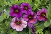 КАЛИБРАХОА MILLION BELLS Vintage Violet (НОВИНКА 25)