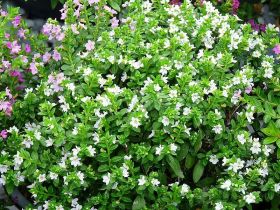 Куфея White