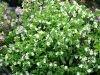 Куфея White