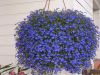 Лобелия Blue