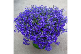 Лобелия HOT Blue
