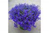 Лобелия HOT Blue