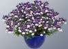 Немезия SUNPEDDLE Purple White Bicolor