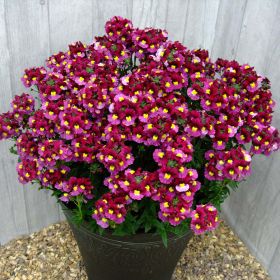 Немезия SUNPEDDLE Red Bicolor