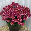 Немезия SUNPEDDLE Red Bicolor