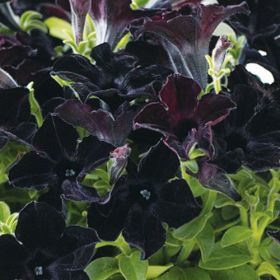 ПЕТУНИЯ CRAZYTUNIA Black Mamba