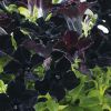 ПЕТУНИЯ CRAZYTUNIA Black Mamba