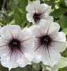 ПЕТУНИЯ CRAZYTUNIA Black & White