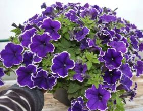 ПЕТУНИЯ CRAZYTUNIA Blue Picotee