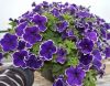 ПЕТУНИЯ CRAZYTUNIA Blue Picotee