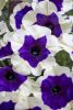 ПЕТУНИЯ CRAZYTUNIA Inkblot