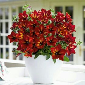 ПЕТУНИЯ CRAZYTUNIA Mandeville