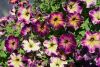 ПЕТУНИЯ CRAZYTUNIA Moonstruck